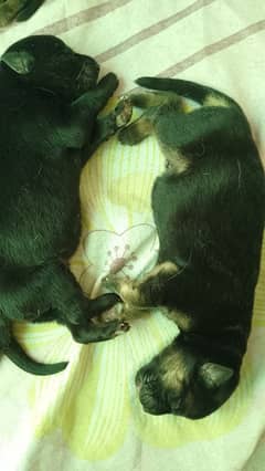 babies German shepherd