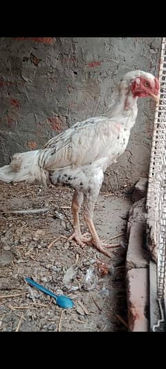 shamo cros coco coler young pair forsale
