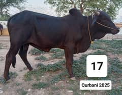 Qurbani 2025 Animals for Sale