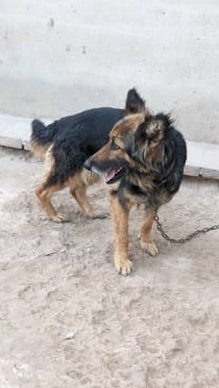 Pure German shepherd hai 4 Saal ke ha