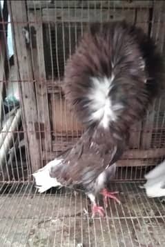 quality fancy pigeon
