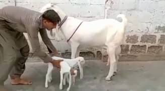 Gulabi Bakri do bacchon ke sath for sale WhatsApp 0370,48,15,728