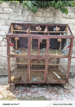 30+ budgees with cage on breeding.