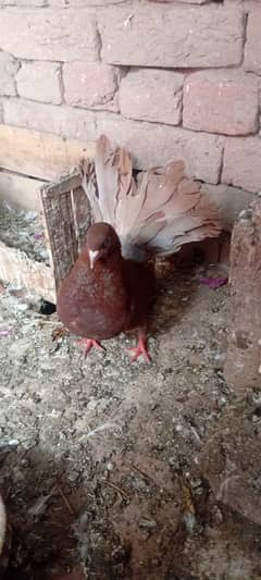 baridr pair for sale