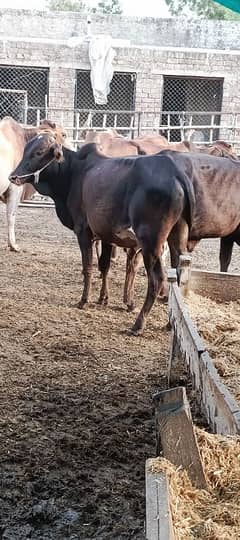 bull qurbani