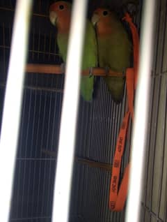 Love Bird Pair With Cage