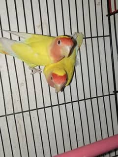 love birds lotino