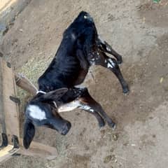 Cow (Cholistani Jersi Cross)