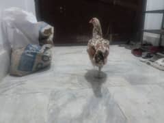 Cheena murghi