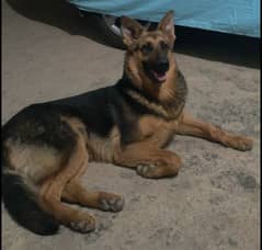 Garman shepherd puppie age 8 months