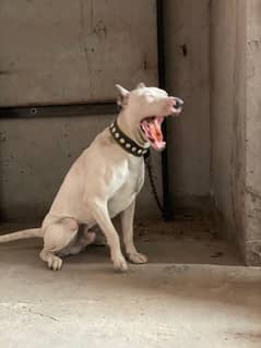 Dog for sale