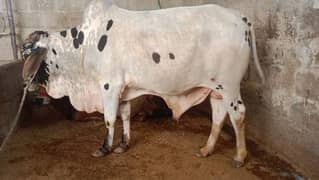 Bachra