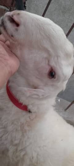 Chatra