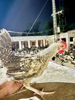 Golden Misri Chicks for sale
