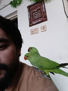 Green parrots