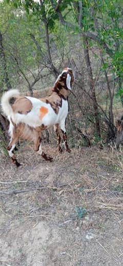 Bakra for sale