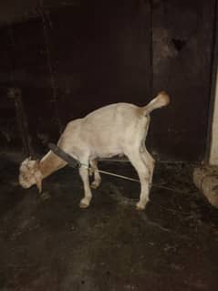Baby Goat for sell