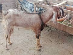 qurbani