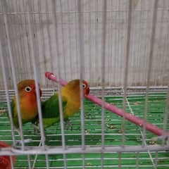 fisher birds