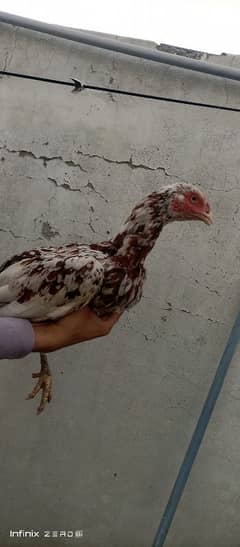 pure aseel murgian