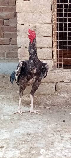 11 months jawa patha for sale