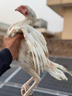 home breed a pelee. or safaid ma sa bna wa hn
