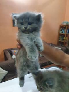 Pure Persian cat kitten