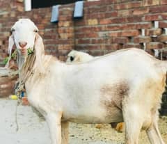 Ghr ka pala howa bakra