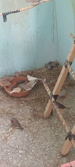 finches pathe
