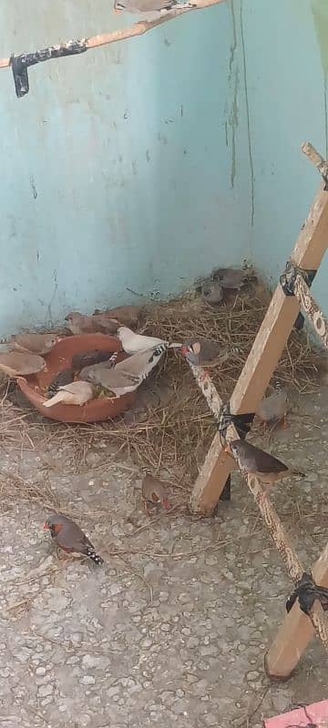 finches pathe 0