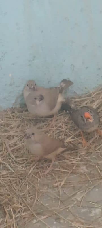 finches pathe 1