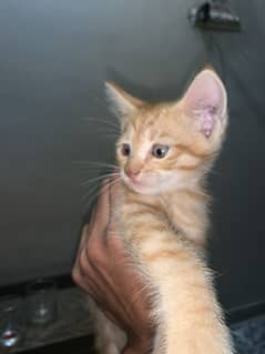 Persian