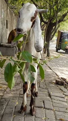 bakra sale  2 daant