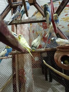 Australian parrots