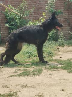 female for sale