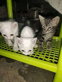 Persian kittens
