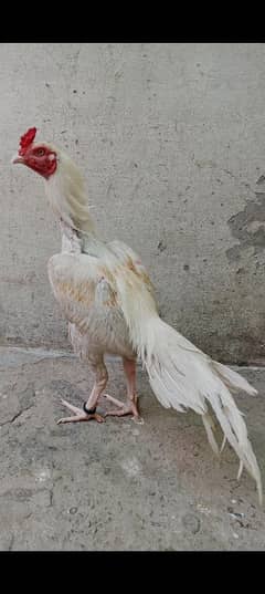 Heera