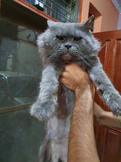 Pure Persian cat adult male