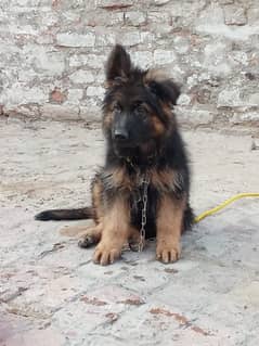 LongCoat German shepherd Male For Sale