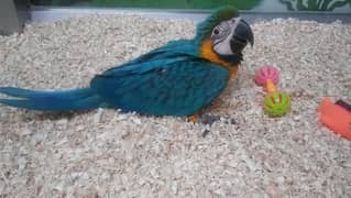 Blue macaw parrot chick 03291940713