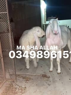 Sargodha larkan mix dumbi active healthy Mash Allah
