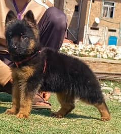 German Shepherd long coat male 2 month for sale