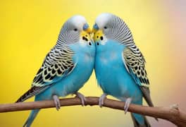 Beautiful parrot