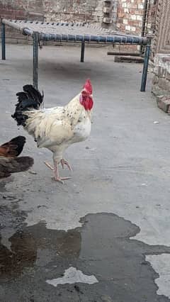 male be ha or female be