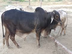khurbani