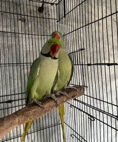 Raw Parrots Breeder Pair