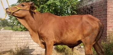 Qurbani janwar janwar desi cholistani bull/bachra