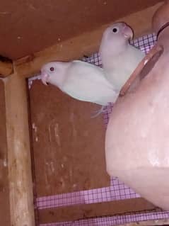 Sale For Albino Black Eye Split