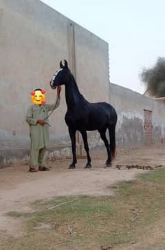 Mushki Brand Ghori For Sale