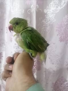 Parrot chik  sale
